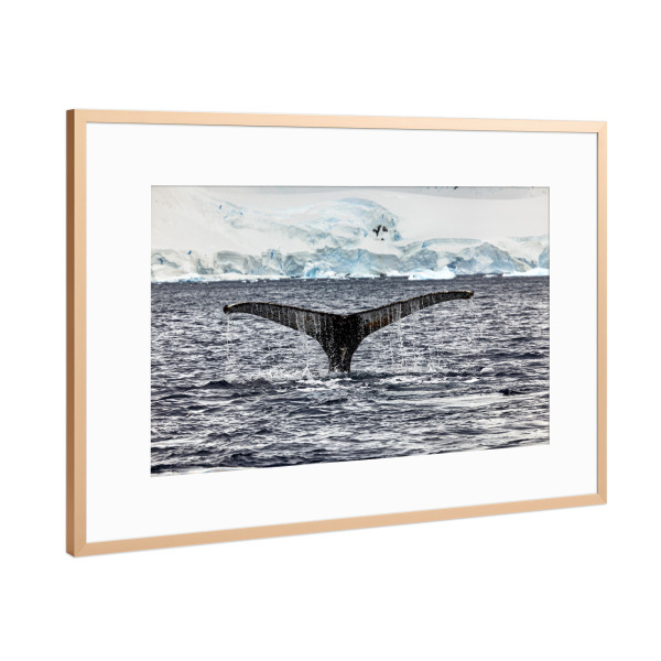 Poster mit Rahmen Kupfer "Walflosse" artboxONE - Natur,Reise,Tiere - Wal,Buckelwal,Meer,Ozean,Meeressäuger,Antarktis,Walflosse,Walbeobachtung