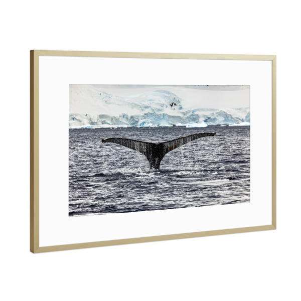Poster mit Rahmen Gold "Walflosse" artboxONE - Natur,Reise,Tiere - Wal,Buckelwal,Meer,Ozean,Meeressäuger,Antarktis,Walflosse,Walbeobachtung