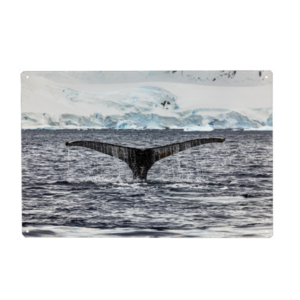 Metall Poster "Walflosse" artboxONE - Natur,Reise,Tiere - Wal,Buckelwal,Meer,Ozean,Meeressäuger,Antarktis,Walflosse,Walbeobachtung - Blechschild