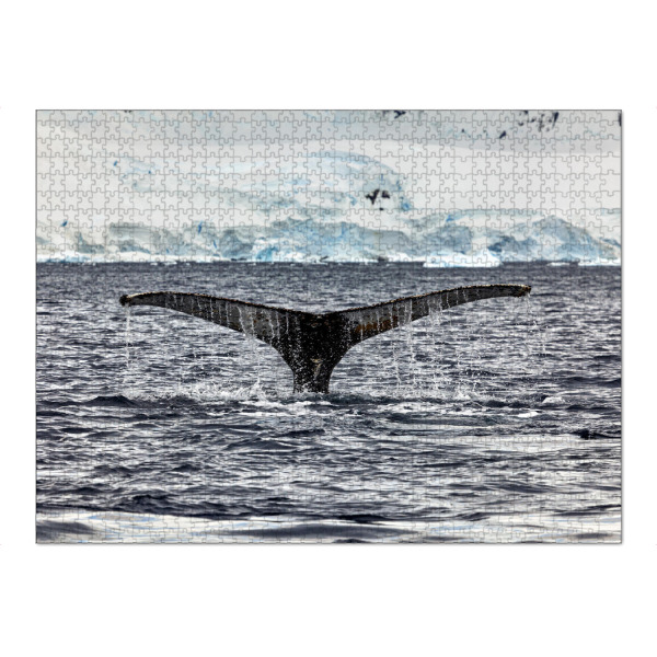 Puzzle Ravensburger "Walflosse" artboxONE - Natur,Reise,Tiere - Wal,Buckelwal,Meer,Ozean,Meeressäuger,Antarktis,Walflosse,Walbeobachtung - Bild wal