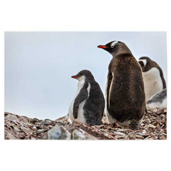 Poster 30x20 cm "Die Eselspinguine der Antarktis" artboxONE - Natur,Tiere - Antarktis,Südpol,Pinguin,Eselspinguin,Vogel,Wildlife