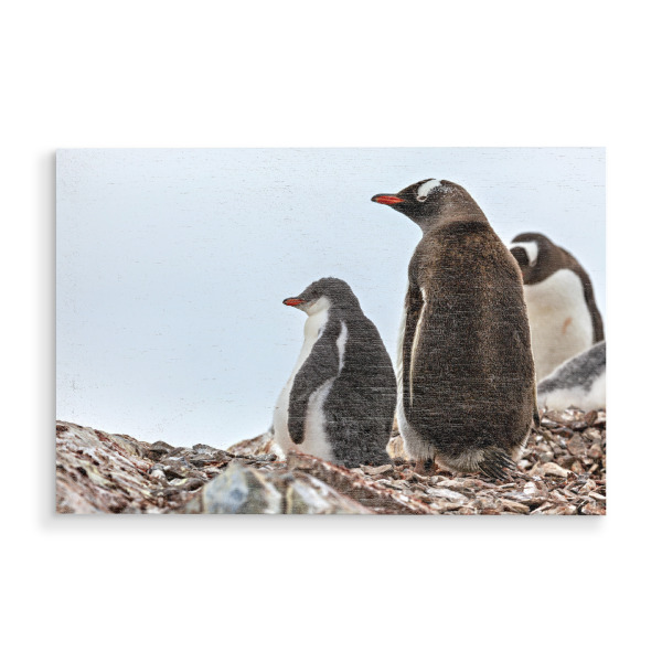 Holzbild "Die Eselspinguine der Antarktis" artboxONE - Natur,Tiere - Antarktis,Südpol,Pinguin,Eselspinguin,Vogel,Wildlife