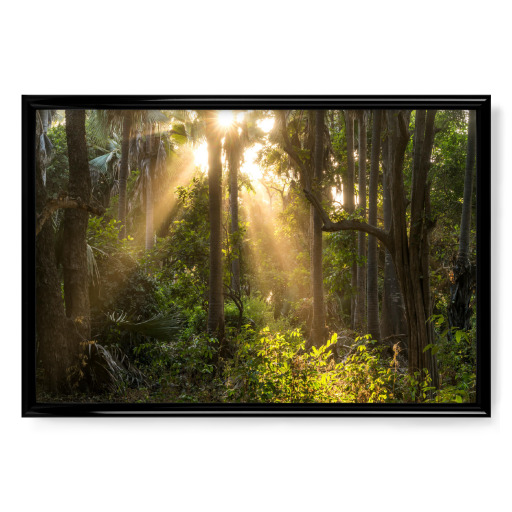 Rays of sunshine in the jungle