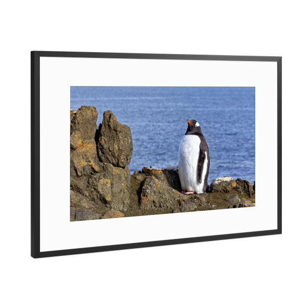 Poster mit Rahmen Schwarz (Metallic) "Eselspinguine in den Felsen" artboxONE - Tiere