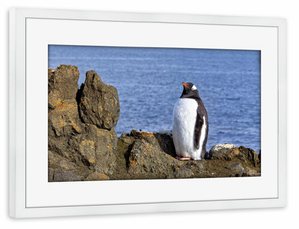 Poster mit Rahmen weiß "Eselspinguine in den Felsen" artboxONE - Tiere - Pinguin,Antarktis,Pinguine,Eisberg,Antarktische halbinsel,Vogel,Eselspinguin