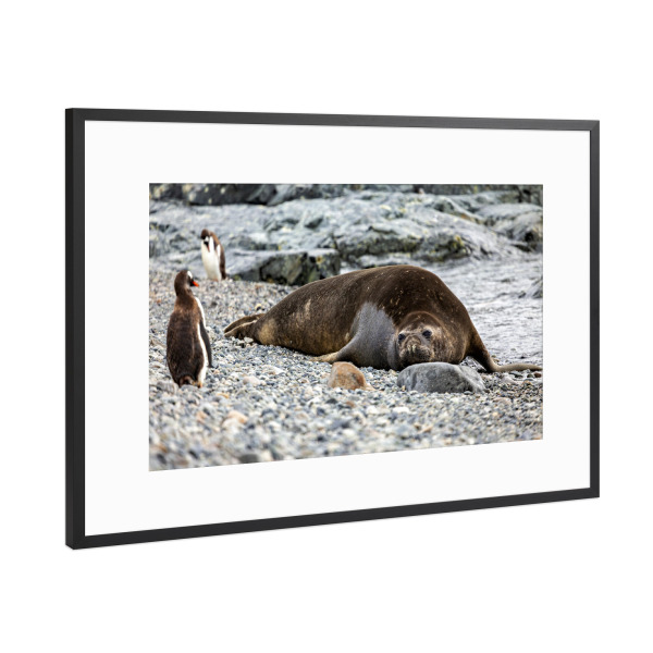 Poster mit Rahmen Schwarz (Metallic) "Seeelefant am Strand" artboxONE - Natur,Tiere