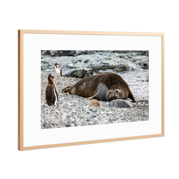 Poster mit Rahmen Kupfer "Seeelefant am Strand" artboxONE - Natur,Tiere - Seehund,Seelöwen,Seeelefant,Antarktis,Wildlife,Südpol,Meeressäuger