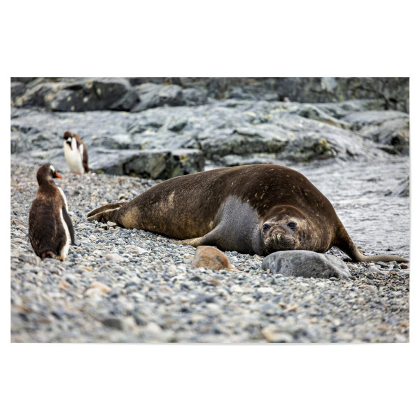 Poster "Seeelefant am Strand" artboxONE - Natur,Tiere - Seehund,Seelöwen,Seeelefant,Antarktis,Wildlife,Südpol,Meeressäuger