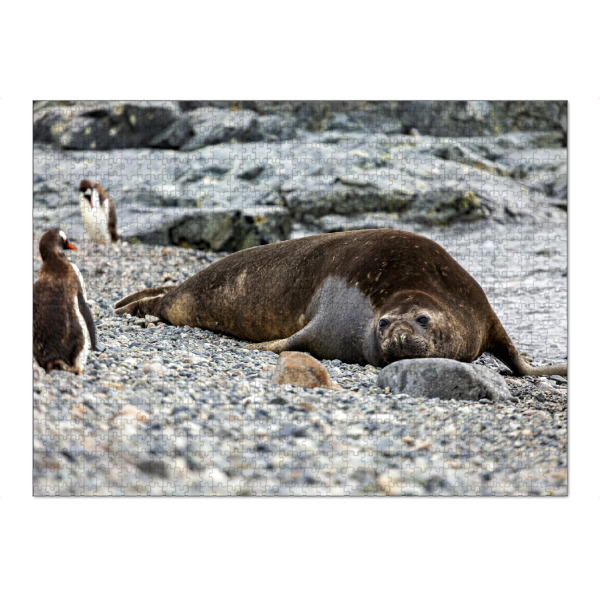 Puzzle Ravensburger "Seeelefant am Strand" artboxONE - Natur,Tiere - Seehund,Seelöwen,Seeelefant,Antarktis,Wildlife,Südpol,Meeressäuger