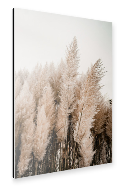 Alu-Dibond "Pampas gras - boho" 75x50 cm artboxONE