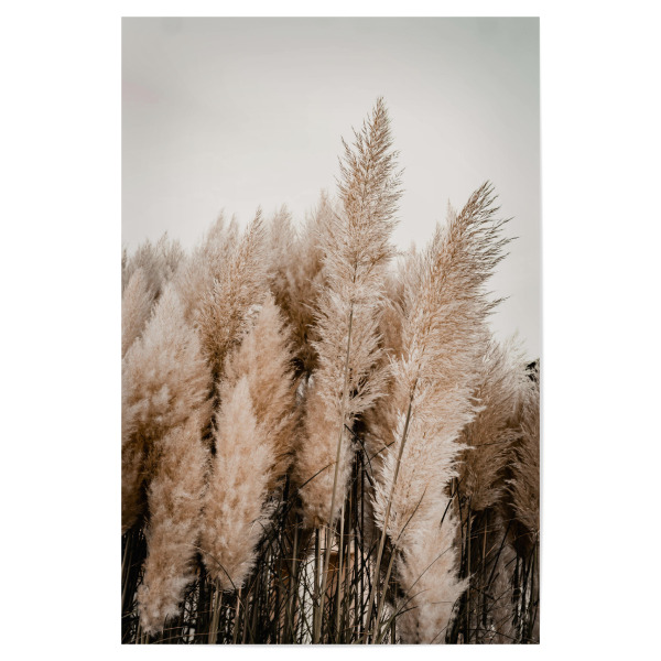 Poster 30x20 cm "Pampas gras - boho" artboxONE - Natur,Floral - Pampas,Gras,Strandgras,Strand,Urlaub,Reise,Boho,Bohemian,Floral,Natur,Pflanzen