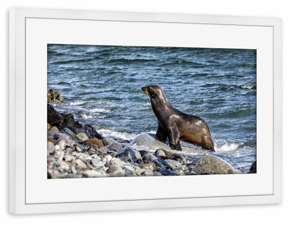 Poster mit Rahmen weiß "Die wilden Seehunde der Antarktis" artboxONE - Tiere