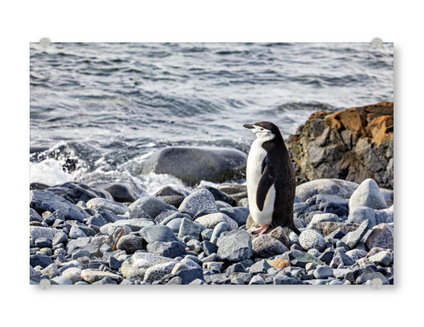 Acrylglasbild "Zügelpinguine am Strand" artboxONE - Tiere - Pinguin,Zügelpinguin,Antarktis,Südpol,Vogel