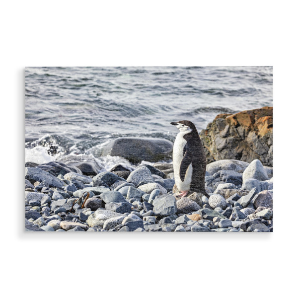 Holzbild "Zügelpinguine am Strand" artboxONE - Tiere - Pinguin,Zügelpinguin,Antarktis,Südpol,Vogel