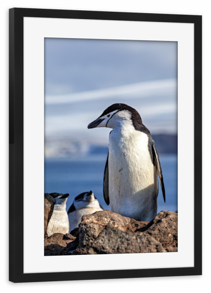 Poster mit Rahmen schwarz "Zügelpinguine" artboxONE - Tiere - Pinguin,Zügelpinguin,Antarktis,Südpol,Vogel