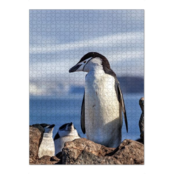 Puzzle Ravensburger "Zügelpinguine" artboxONE - Tiere - Pinguin,Zügelpinguin,Antarktis,Südpol,Vogel - Bild pinguin