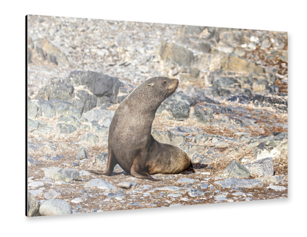 Alu-Dibond "Wilde Seehunde der Antarktis" 75x50 cm artboxONE