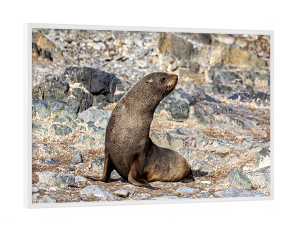 Poster mit weißem Rahmen "Wilde Seehunde der Antarktis" artboxONE - Natur,Tiere