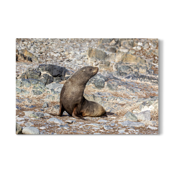 Galerie-Print "Wilde Seehunde der Antarktis" 75x50 cm artboxONE