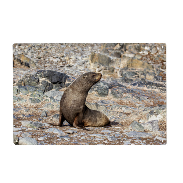 Holzbild "Wilde Seehunde der Antarktis" artboxONE - Natur,Tiere