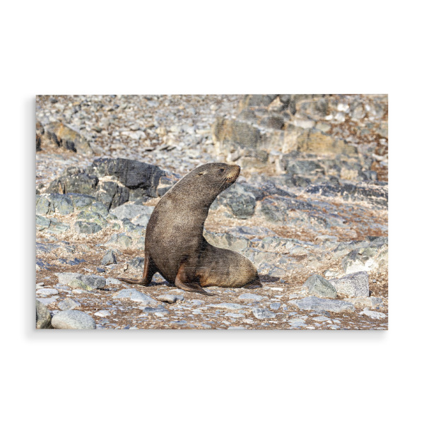 Holzbild "Wilde Seehunde der Antarktis" artboxONE - Natur,Tiere