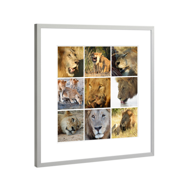 Poster mit Rahmen Silber "Löwen Collage" artboxONE - Natur,Reise,Tiere,Reise / Afrika,Reise / Länder