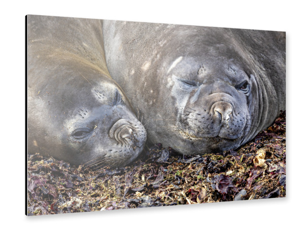 Alu-Dibond "Seehunde der Antarktis" 30x20 cm artboxONE