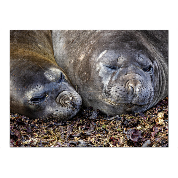 Puzzle Ravensburger "Seehunde der Antarktis" artboxONE - Tiere