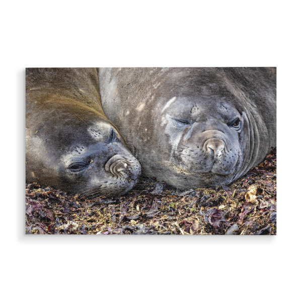 Holzbild "Seehunde der Antarktis" artboxONE - Tiere