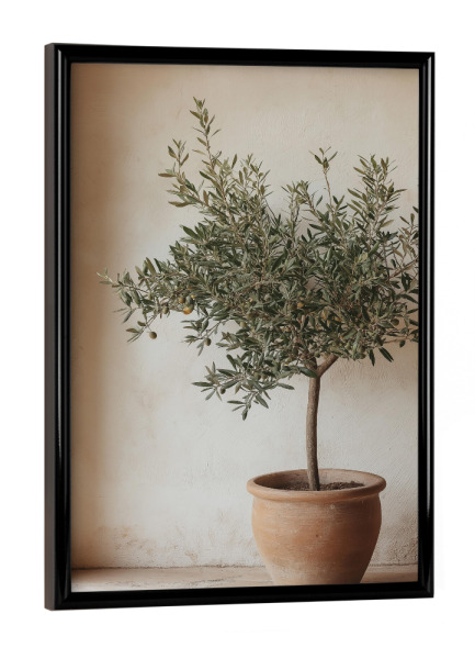 Poster mit schwarzem Rahmen "Kleiner Olivenbaum im Topf" artboxONE - Natur,Floral,Architektur