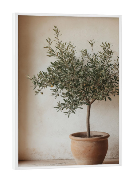 Poster mit weißem Rahmen "Kleiner Olivenbaum im Topf" artboxONE - Natur,Floral,Architektur