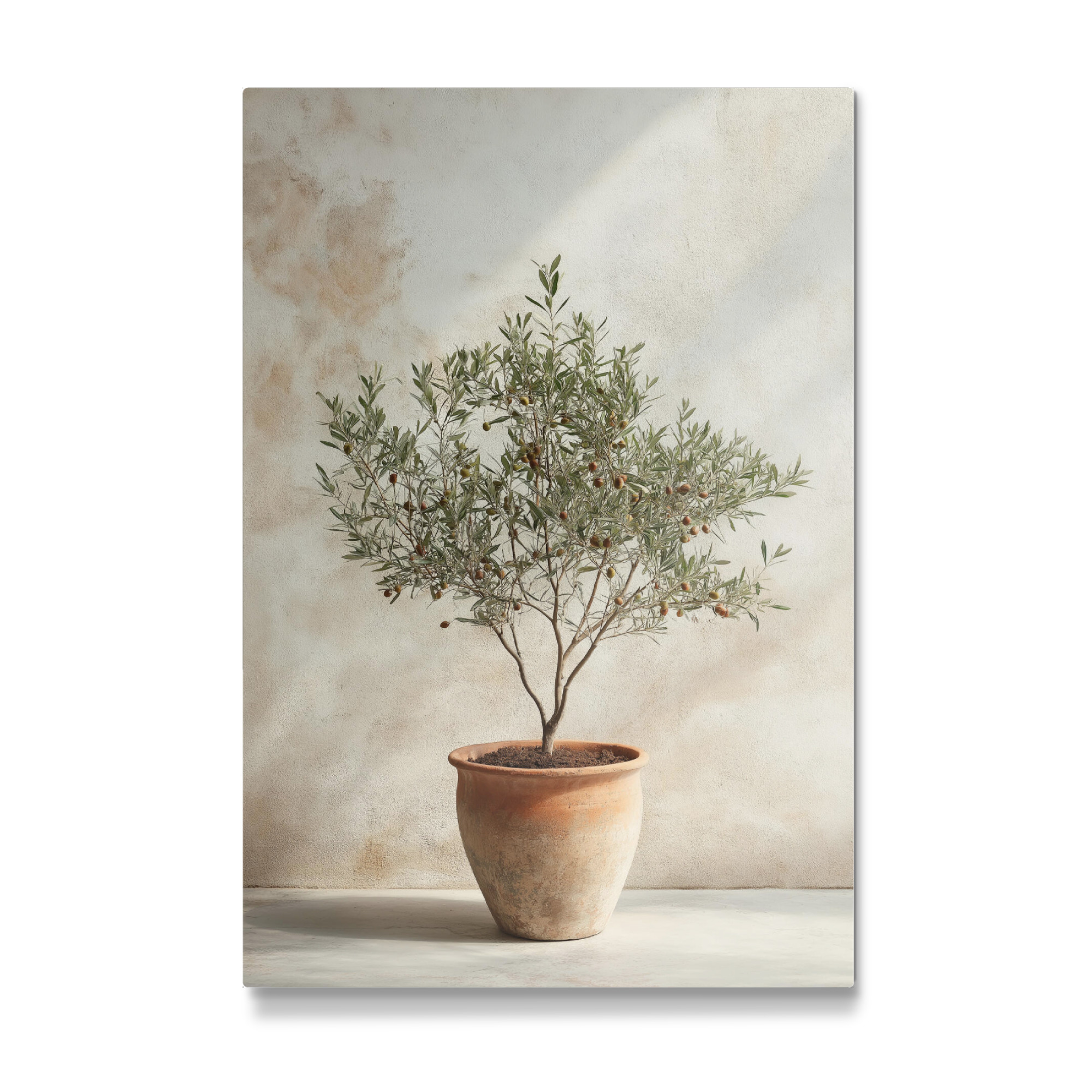 Galerie-Print "Olivenbaum im Topf - Boho" 75x50 cm artboxONE