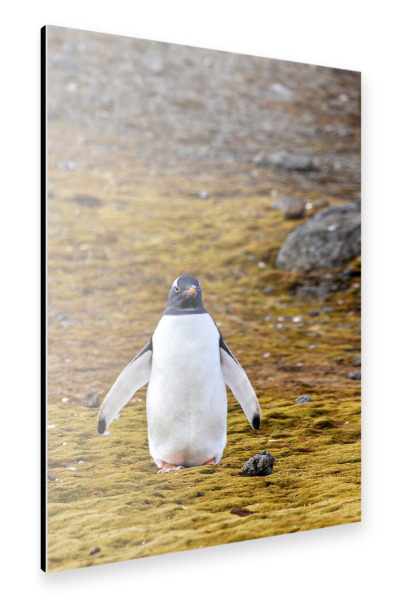 Alu-Dibond "Eselspinguin an Land" 75x50 cm artboxONE