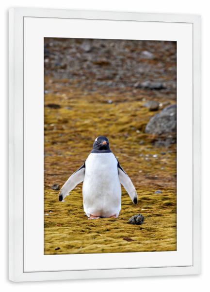 Poster mit Rahmen weiß "Eselspinguin an Land" artboxONE - Natur,Tiere - Pinguin,Antarktis,Pinguine,Eisberg,Antarktische halbinsel,Vogel,Eselspinguin