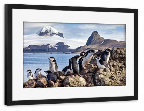 Poster mit Rahmen schwarz "Zügelpinguine in der Antarktis" artboxONE - Tiere - Pinguin,Zügelpinguin,Antarktis,Südpol,Vogel