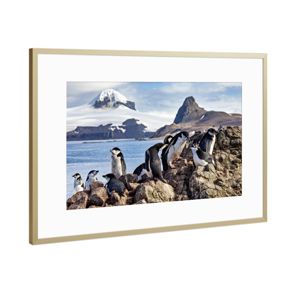 Poster mit Rahmen Gold "Zügelpinguine in der Antarktis" artboxONE - Tiere - Pinguin,Zügelpinguin,Antarktis,Südpol,Vogel