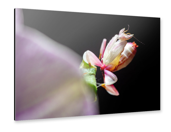 Alu-Dibond "Larve einer Gottesanbeterin" 75x50 cm artboxONE