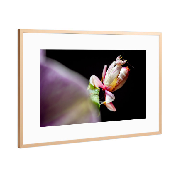 Poster mit Rahmen Kupfer "Larve einer Gottesanbeterin" artboxONE - Tiere
