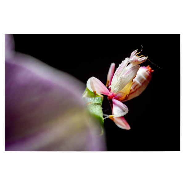 Poster 30x20 cm "Larve einer Gottesanbeterin" artboxONE - Tiere