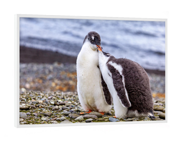 Poster mit weißem Rahmen "Eselspinguin Küken" artboxONE - Natur,Tiere - Pinguin,Antarktis,Pinguine,Eisberg,Antarktische halbinsel,Vogel,Eselspinguin