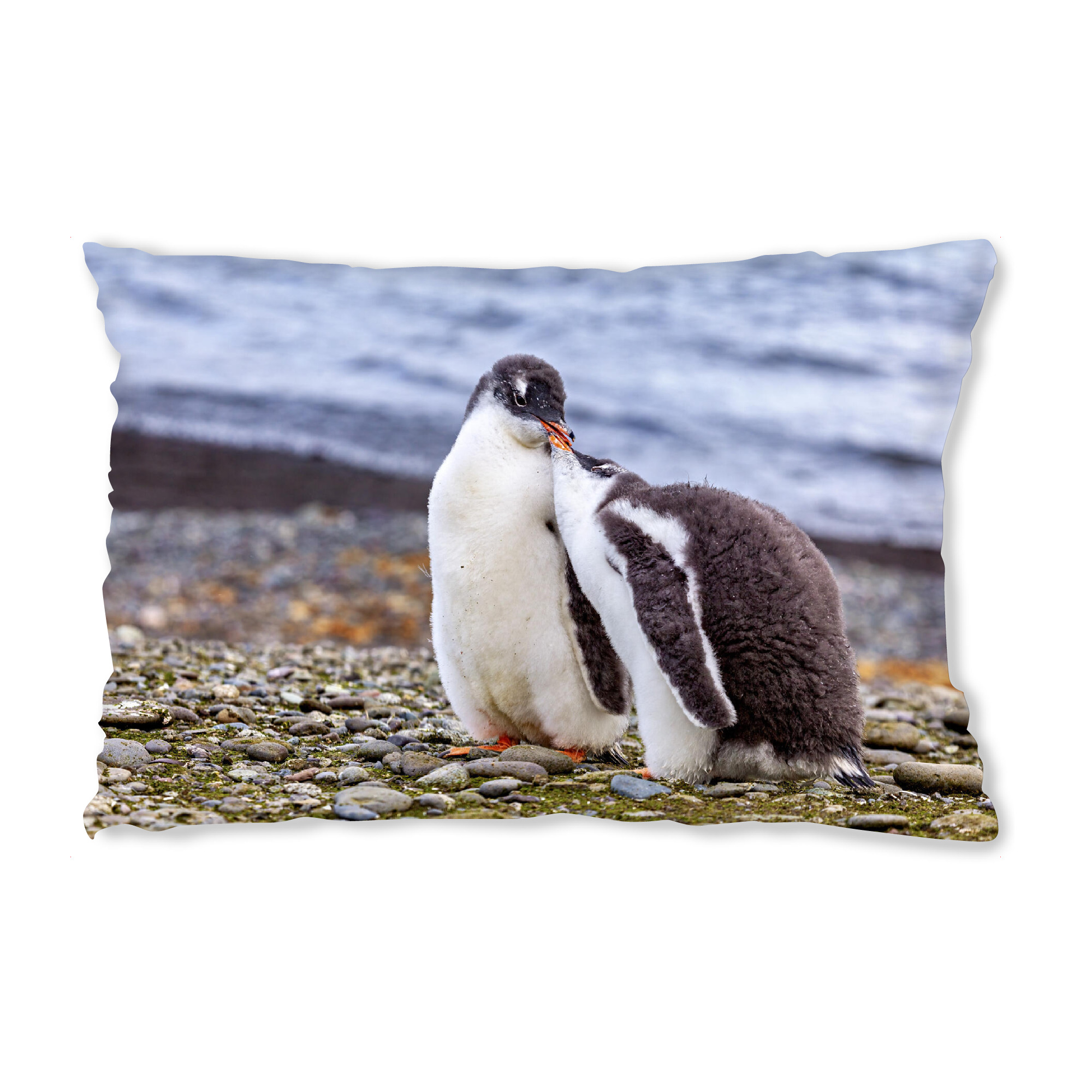 Design-Kissen "Eselspinguin Küken" artboxONE - Natur,Tiere - Pinguin,Antarktis,Pinguine,Eisberg,Antarktische halbinsel,Vogel,Eselspinguin