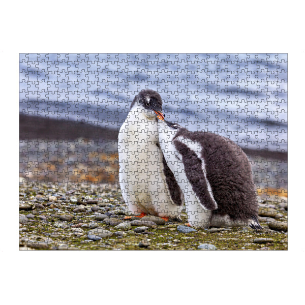 Puzzle Ravensburger "Eselspinguin Küken" artboxONE - Natur,Tiere - Pinguin,Antarktis,Pinguine,Eisberg,Antarktische halbinsel,Vogel,Eselspinguin