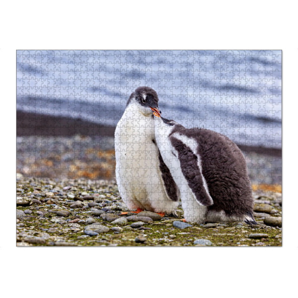 Puzzle Ravensburger "Eselspinguin Küken" artboxONE - Natur,Tiere - Pinguin,Antarktis,Pinguine,Eisberg,Antarktische halbinsel,Vogel,Eselspinguin