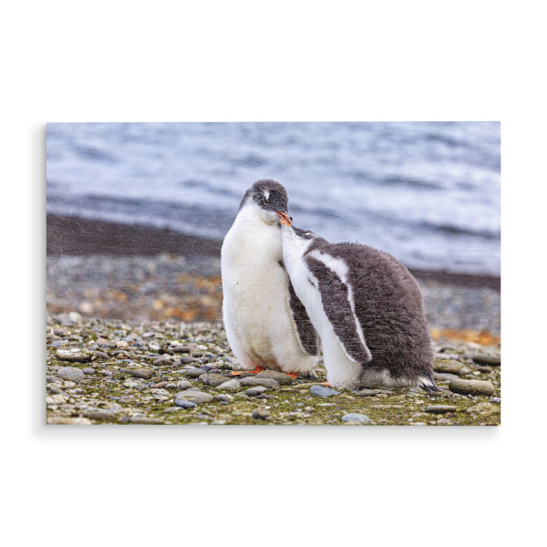 Holzbild "Eselspinguin Küken" artboxONE - Natur,Tiere - Pinguin,Antarktis,Pinguine,Eisberg,Antarktische halbinsel,Vogel,Eselspinguin