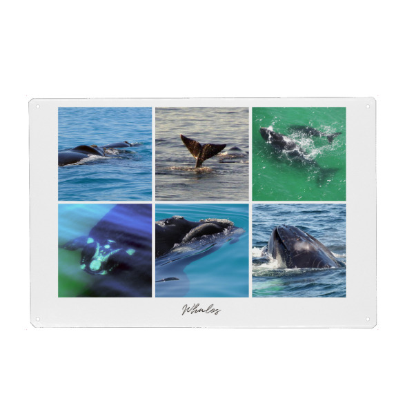 Holzbild "Whales Collage" artboxONE - Natur,Reise,Tiere,Reise / Strand und Meer,Unterwasser