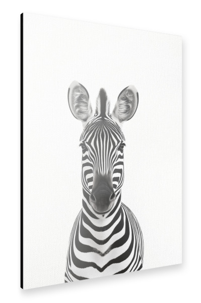 Alu-Dibond "Toni Niedliches Zebra" 30x20 cm artboxONE