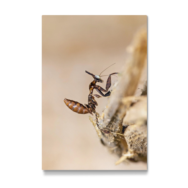 Galerie-Print "Eine Geistermantis Larve" 30x20 cm artboxONE