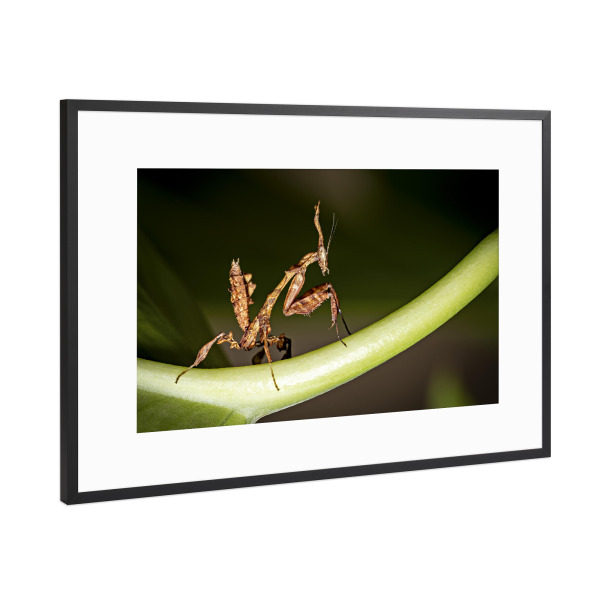 Poster mit Rahmen Schwarz (Metallic) "Larve einer Geistermantis" artboxONE - Tiere