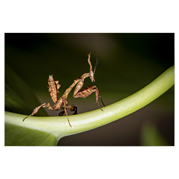 Poster 30x20 cm "Larve einer Geistermantis" artboxONE - Tiere - Gottesanbeterin,Fangschrecke,Mantis,Mantide,Insekt,Insekten,Geistermantis
