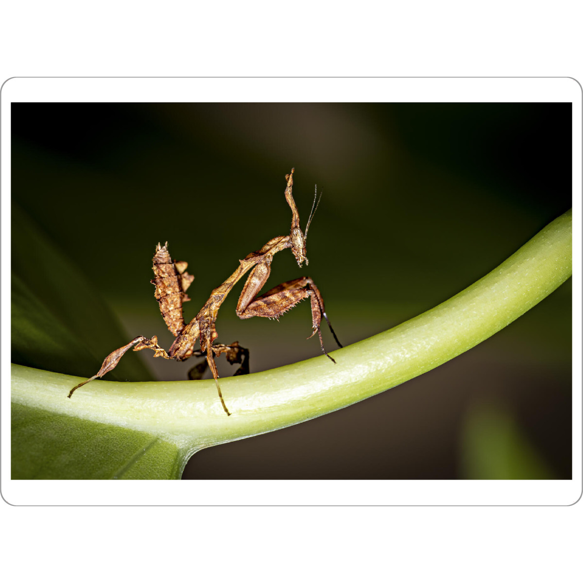 Tischset "Larve einer Geistermantis" artboxONE - Tiere - Gottesanbeterin,Fangschrecke,Mantis,Mantide,Insekt,Insekten,Geistermantis